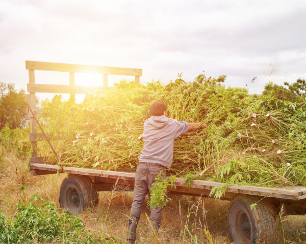 How will hot, dry temps in the American West impact hemp supply?