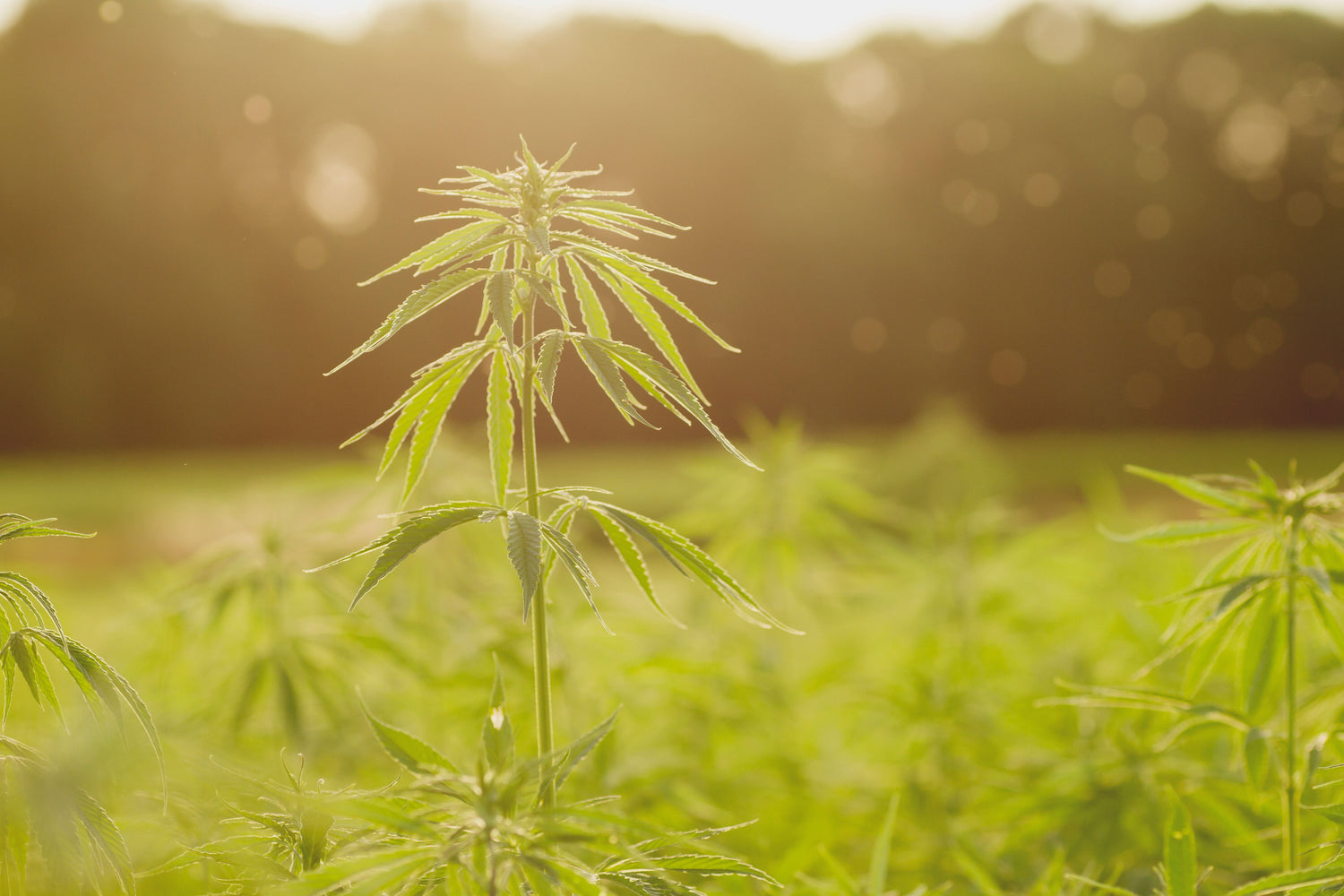 Four ways hemp is better than wood