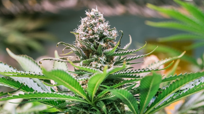 Scientists Discover New Compounds That Give Marijuana Strains Their Distinctive Aroma