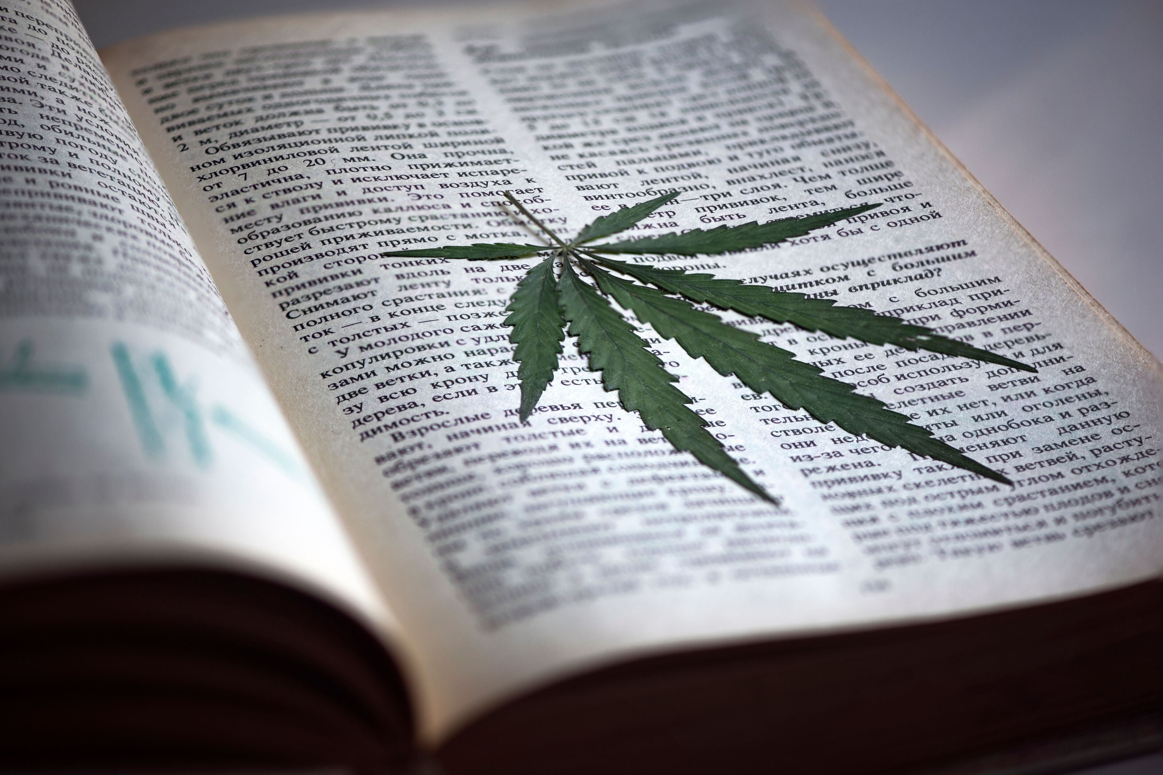 Hemp Lexicon launched to help standardize industry terminology