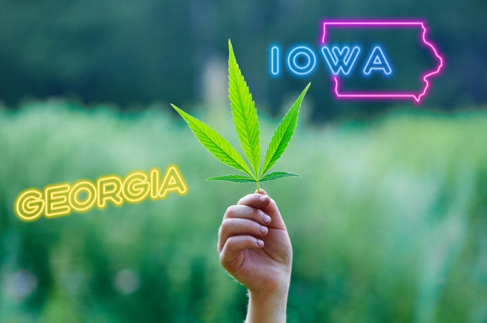 Iowa and Georgia Expected to Join the Ranks of States Enacting Restrictions Against CBD and Intoxicating Hemp Derivatives