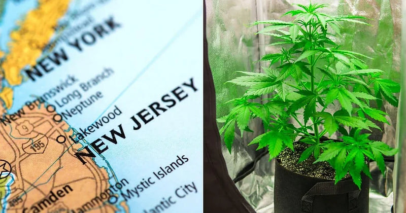 New Jersey Lawmakers Push Legislation Banning Intoxicating Hemp Derivatives