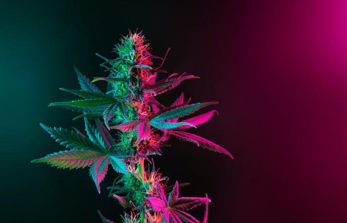 New Study Reveals Potential Medical Benefits Created By Interactions Between Marijuana Cannabinoids, Terpenes, and Flavonoids