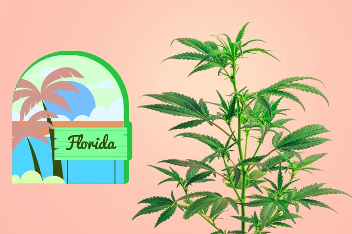 Florida State Senate Approves Measure to Severely Restrict Intoxicating Hemp Derivatives