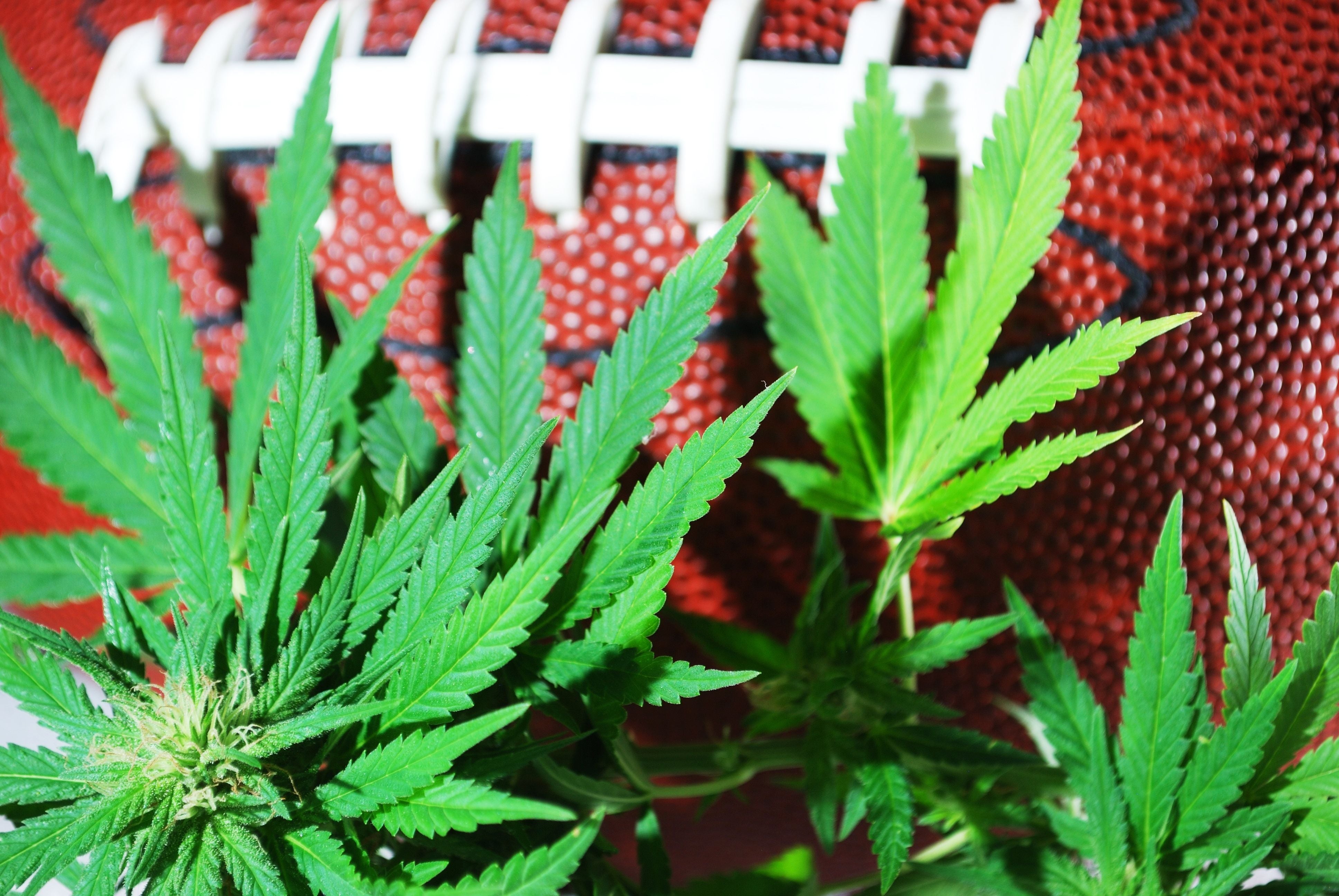 NFL gathers insight on CBD’s potential as an opioid alternative