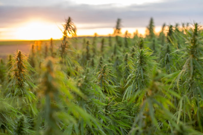 Could the Hemp-Derived THC Beverage Market Save the Battered and Beleaguered Hemp Industry?