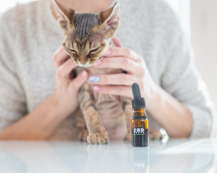 Don't worry, pandemic pets are getting their share of pet CBD
