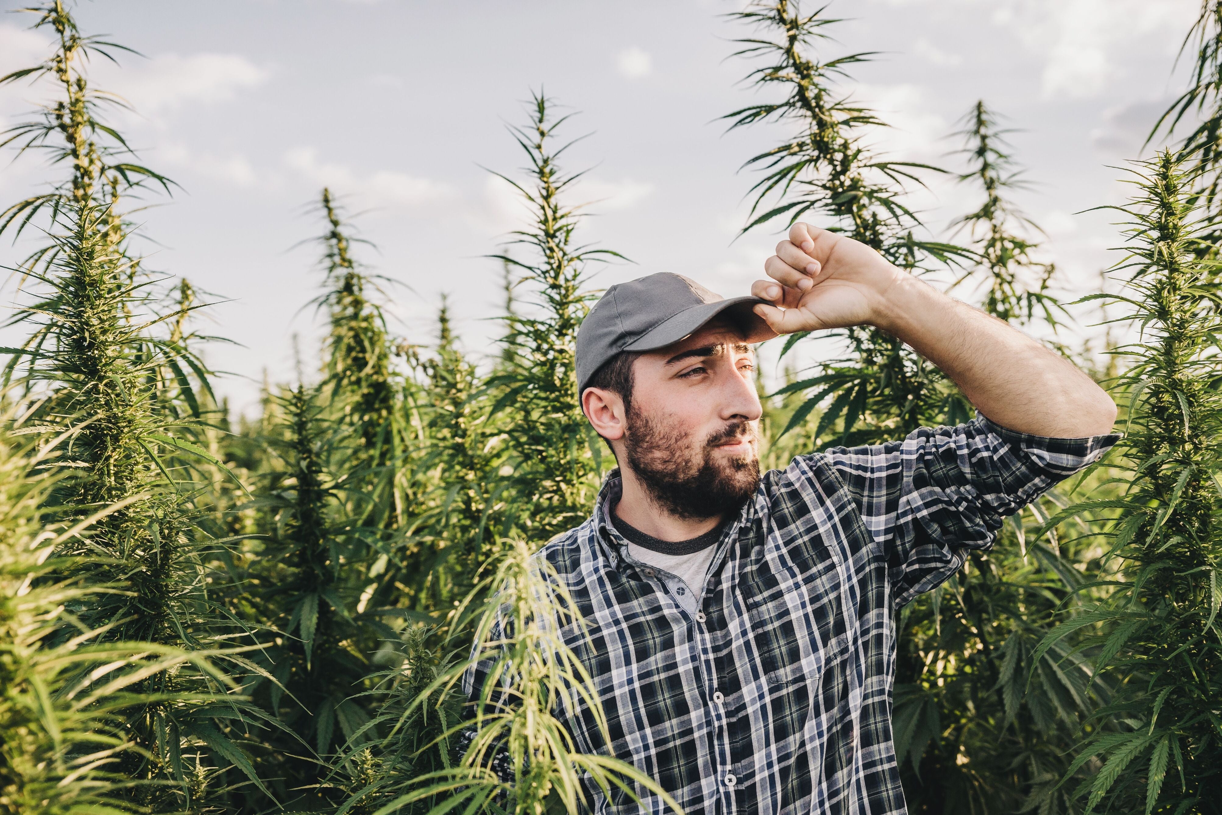 New hemp operations face more barriers than consumers may realize