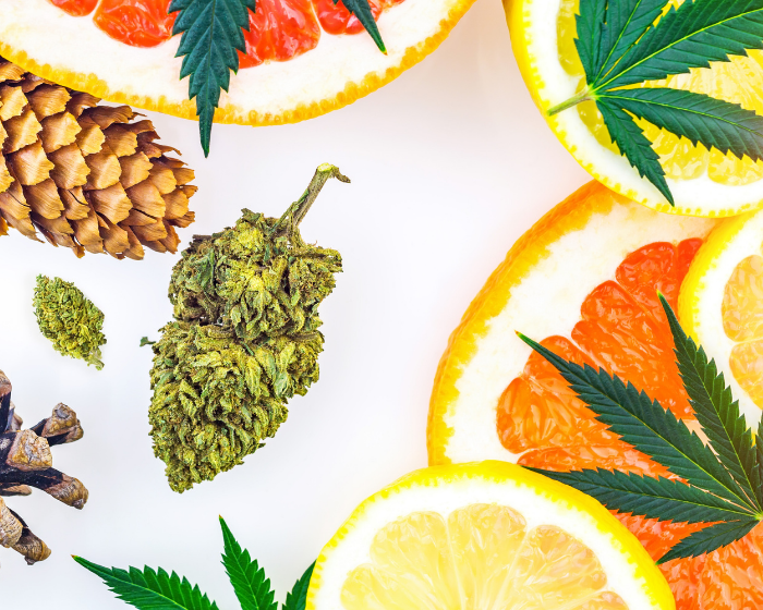 For cannabis plants, terpenes may be more influential than genetics