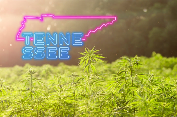 Proposed Rules from the Tennessee Department of Agriculture Would Wipe Out All THC-A and Most CBD Flower