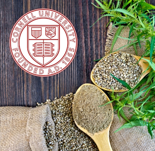 Cornell Researchers Look to Develop Hemp Varieties Better Suited to U.S. Latitudes