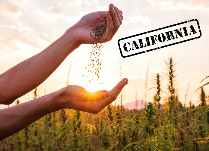 New Report Reveals Over Half of the Hemp Flower Grown in America is Produced in California