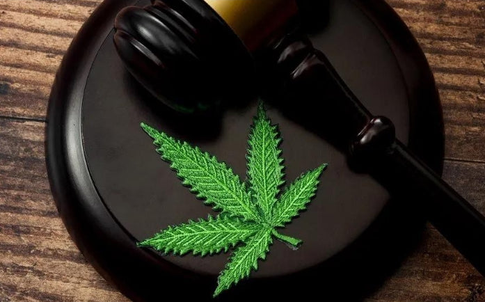 Civil War: Hemp v. Cannabis - The Legal Cases Fueling the Clash