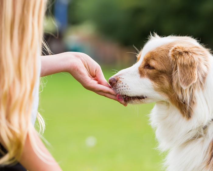 Idaho residents fight to keep CBD legal for pets