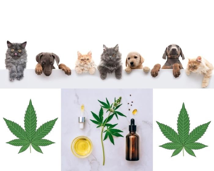 California Legalizes Medical Cannabis for Pets