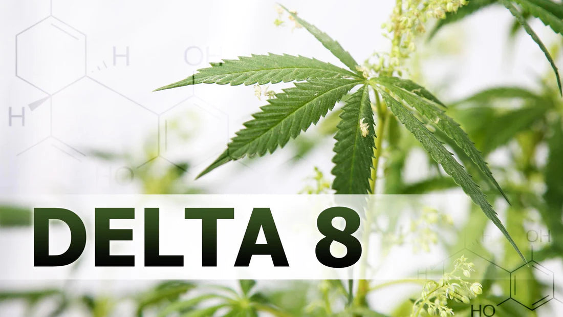 New Study Finds That Individuals in States Where Cannabis is Illegal Are Twice as Likely to Search for Delta-8 THC Products Online