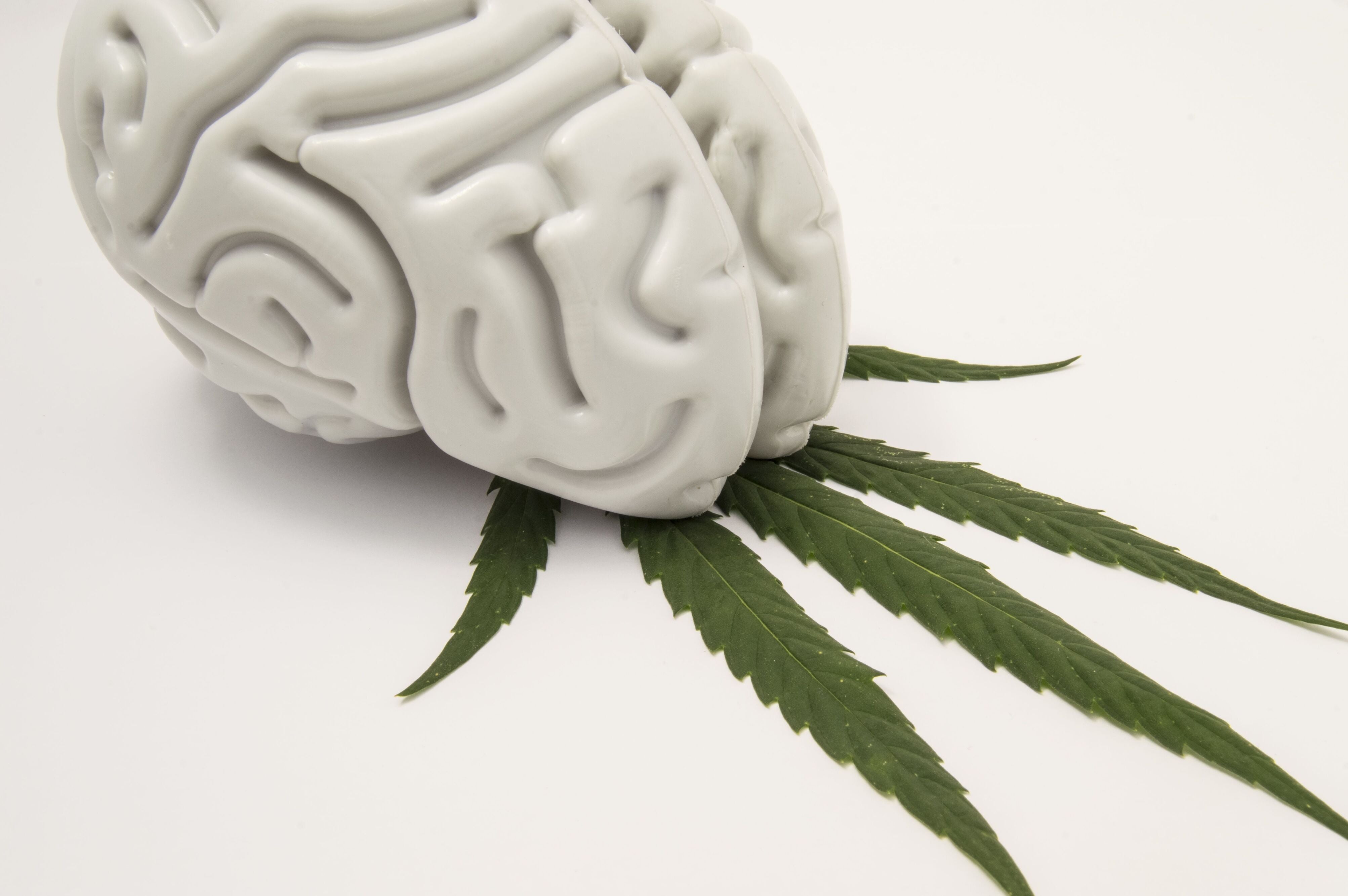 Research yields unexpected results regarding CBD’s affect on the brain