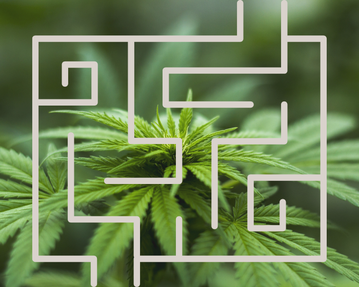 Hemp mazes: Two places to get lost in the weed this fall