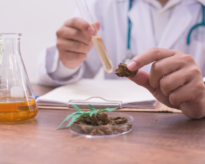 DEA proposes increase in cannabis and psilocybin production for research into benefits