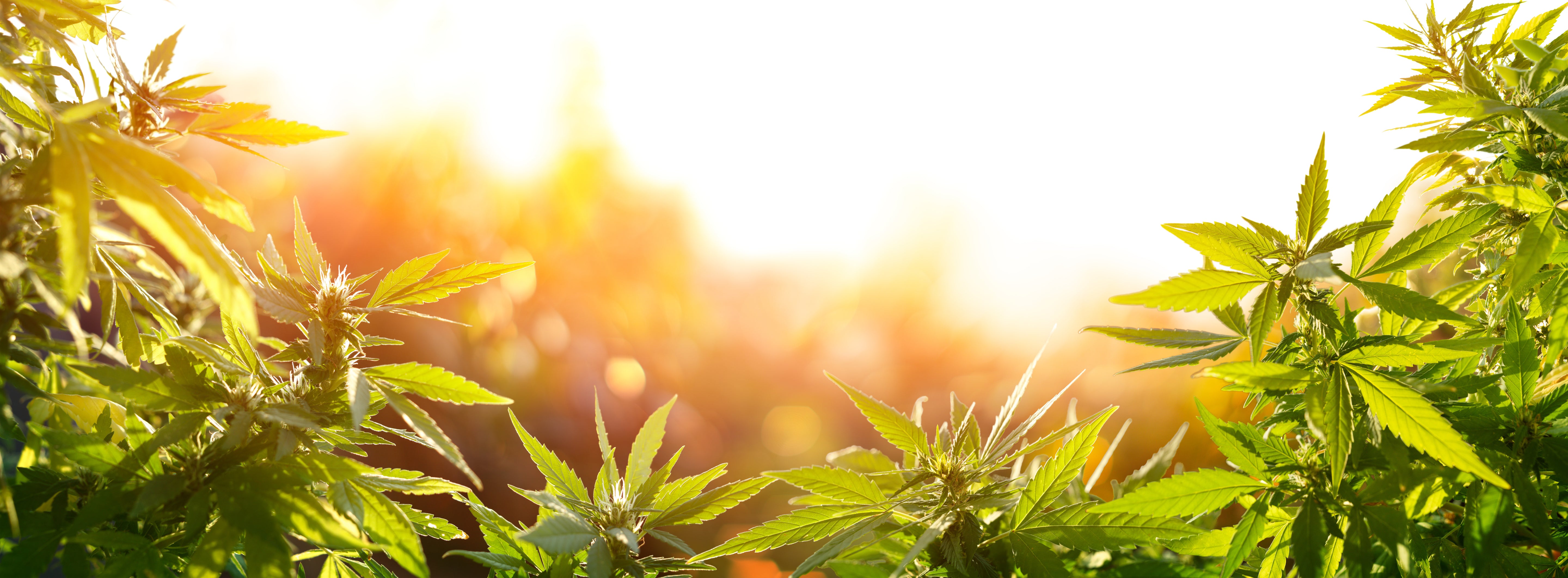 CBD’s legal status has seen rapid changes that could lead to amazing economic growth