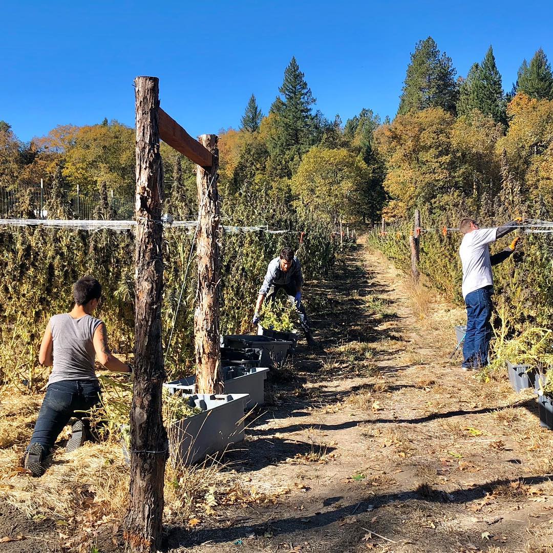 Nothing But Hemp Announces Our New Partnership With Siskiyou Sungrown