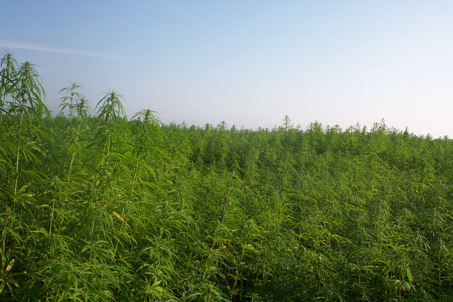 Across the U.S., farmers turn to hemp farming as states move to legalization