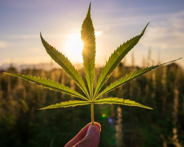 U.S. Hemp Harvest Down By Almost Half in 2022