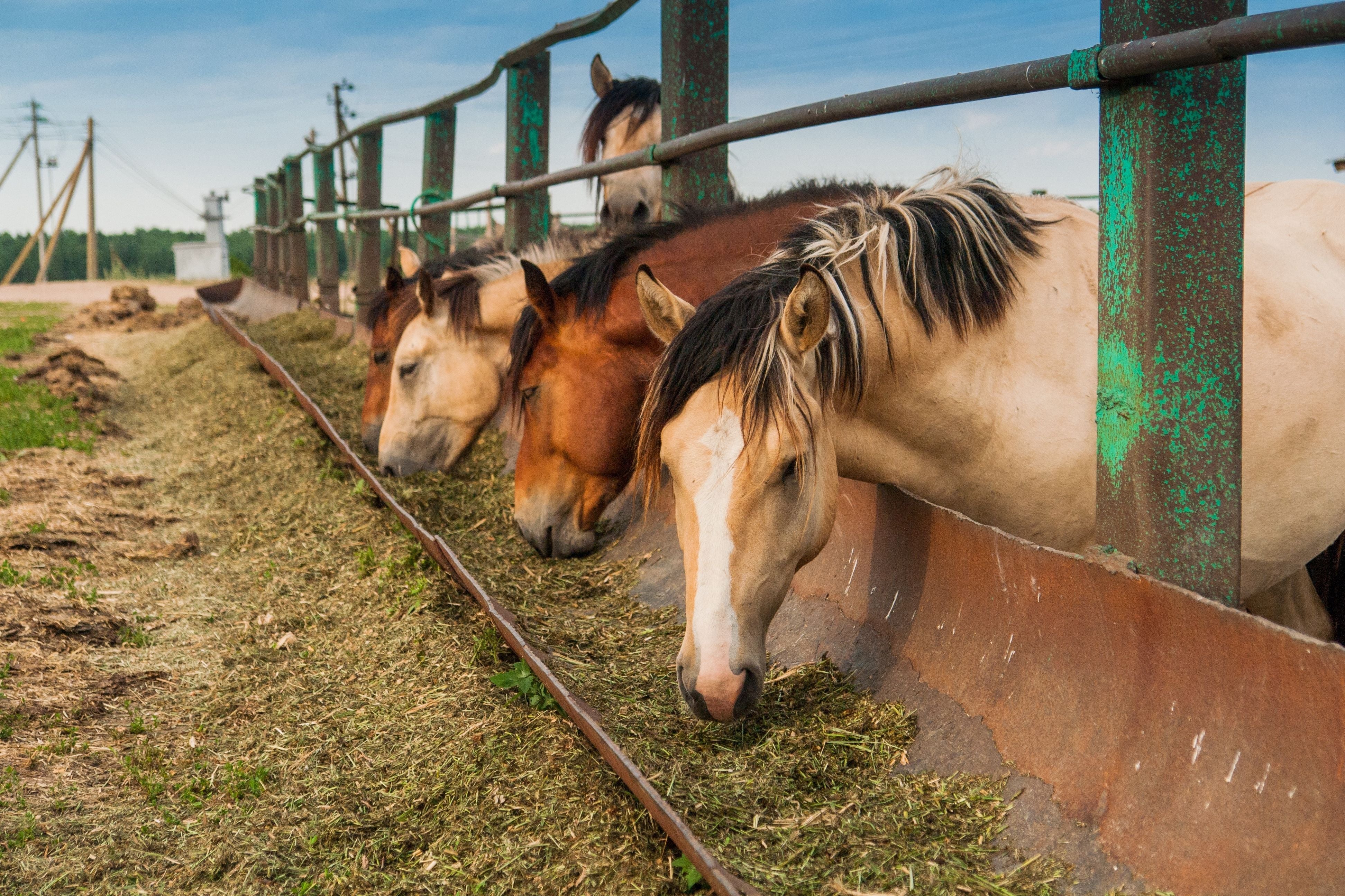 Hemp may make fine food horses, but first federal rules must change