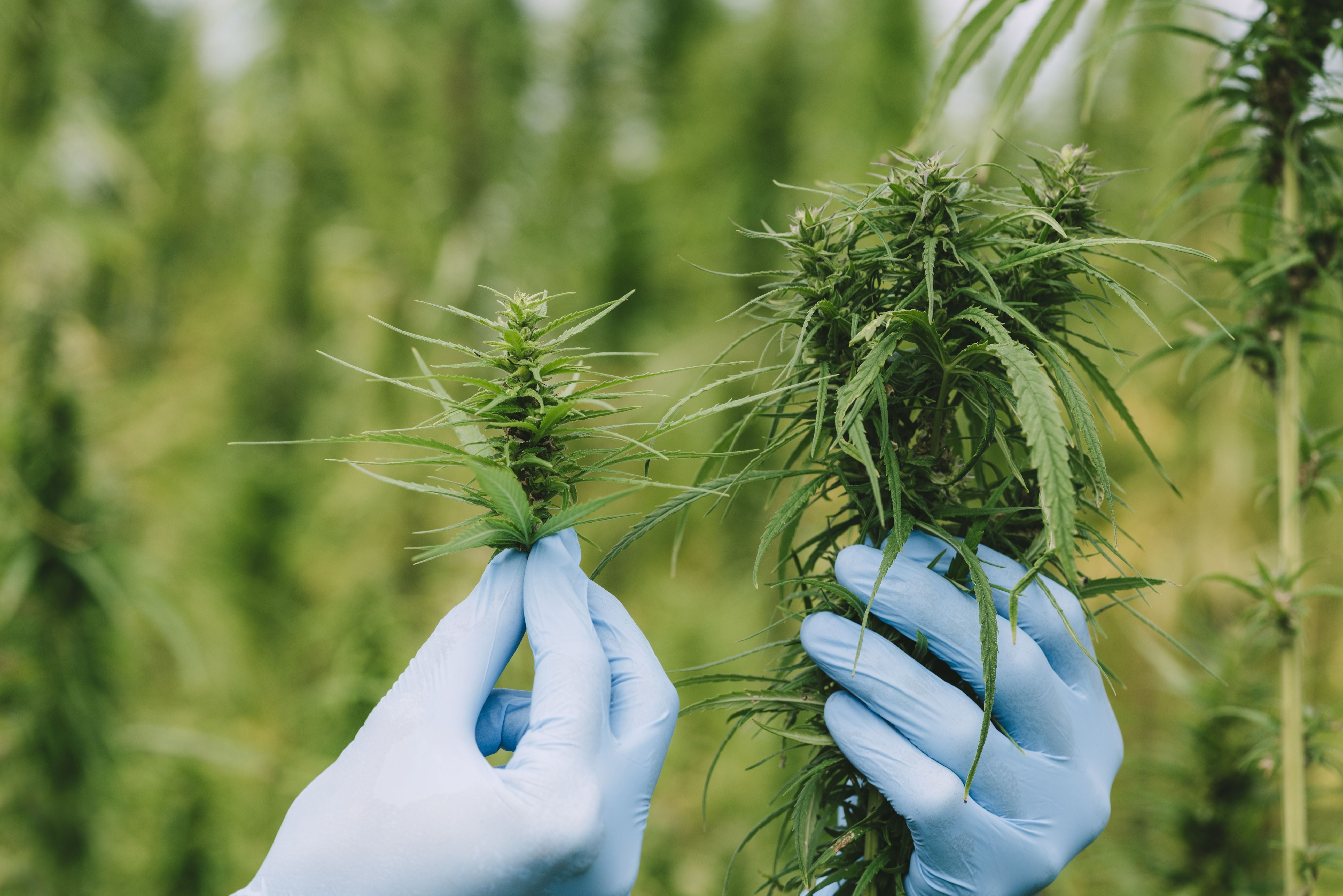 Hemp-derived delta-8 products are giving legal delta-9 businesses a run for their money