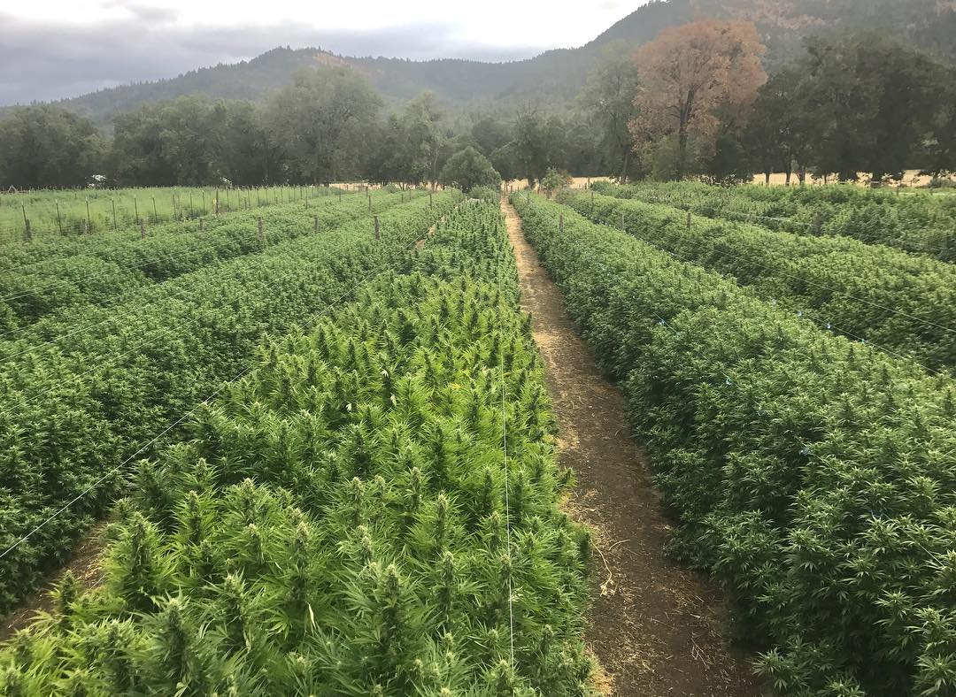 Hemp roundup: CBD outpaces Kanye on Google, Ag. Dept. unveils rules