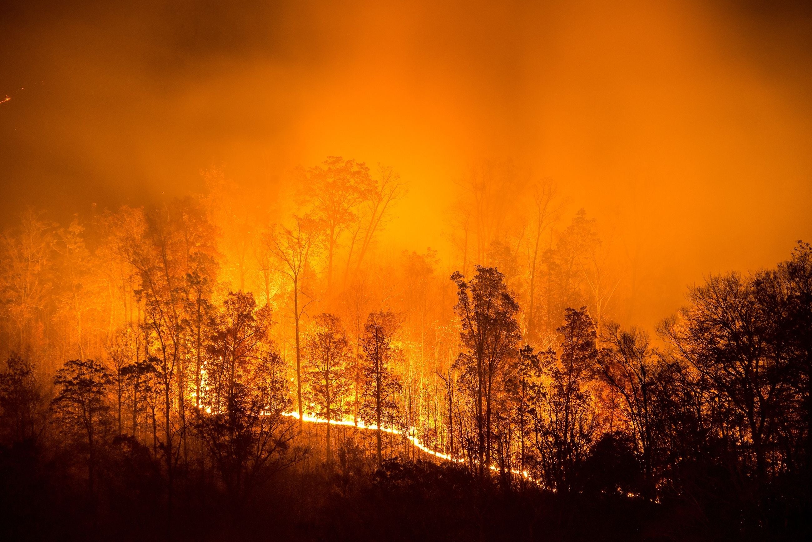 Last year’s West Coast wildfires caused minimal harm to area’s hemp crop, study finds