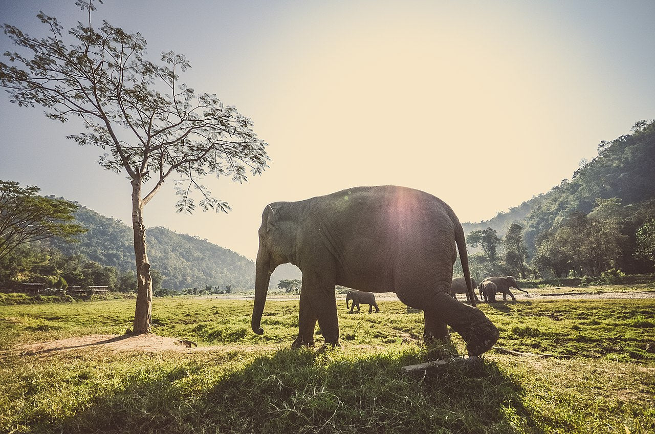 Sad Polish elephants get CBD relief