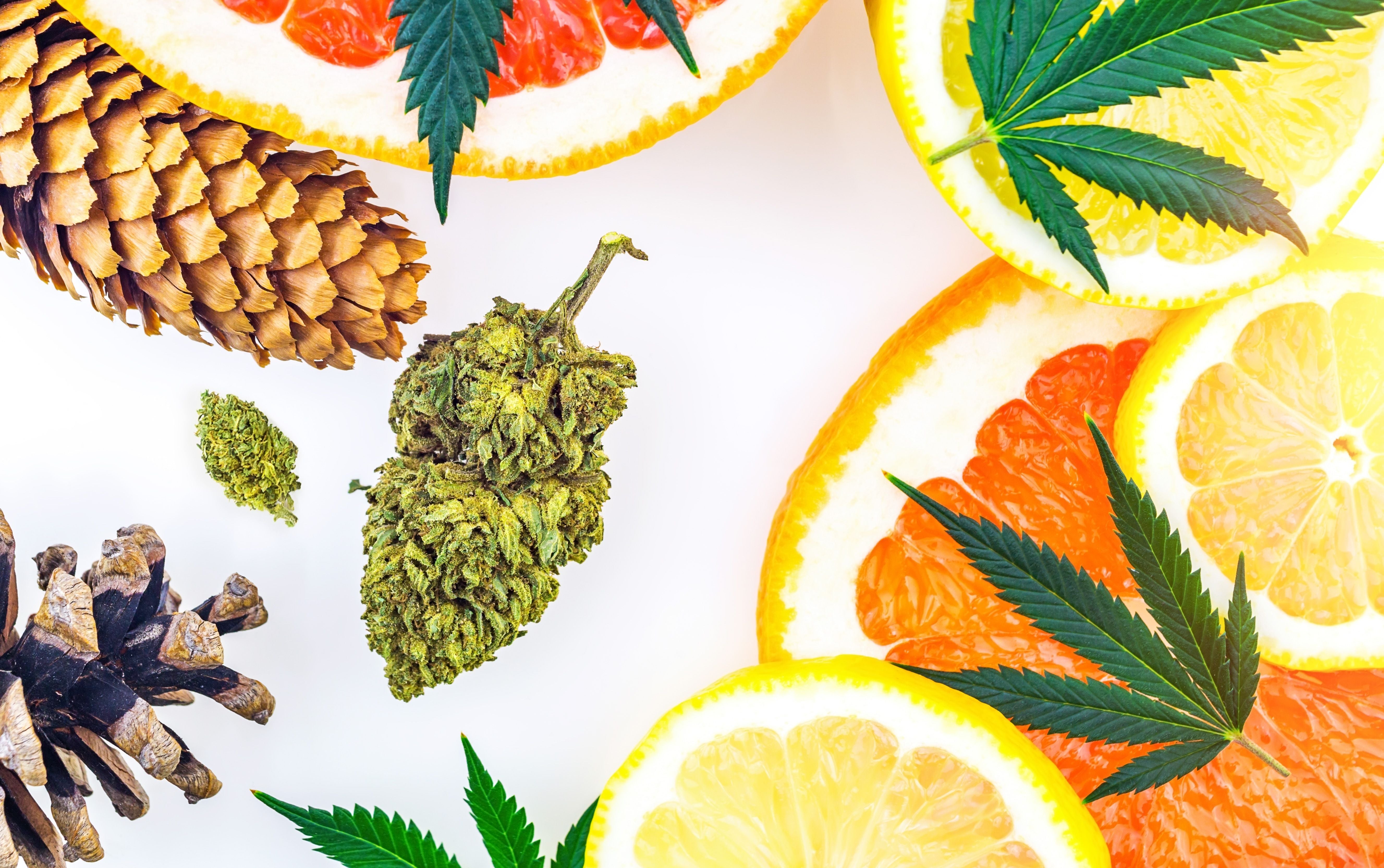 What are terpenes, and why do they matter?