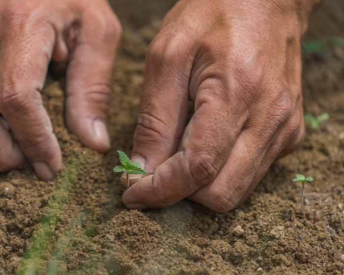 State of Maine shows interest in hemp as solution to clean polluted soil