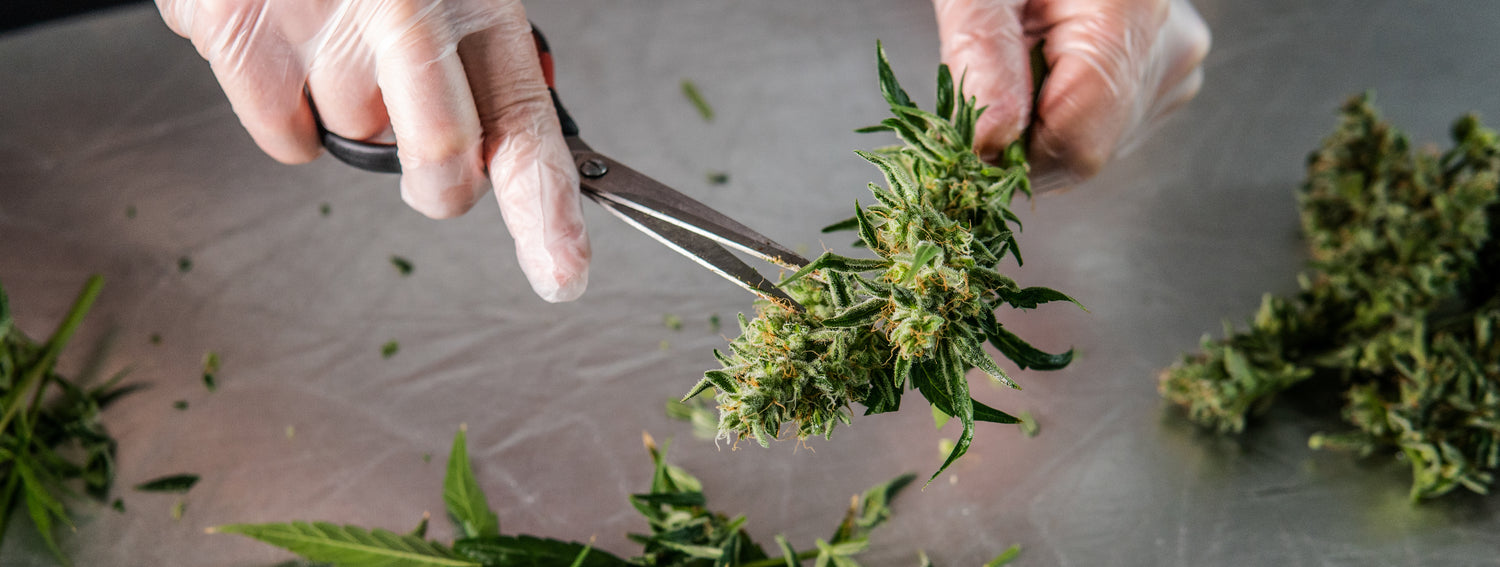 Studies continue to seek CBD treatment for COVID-19