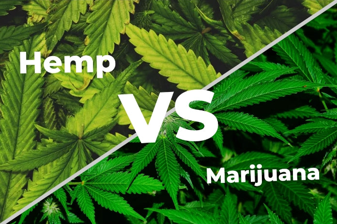 Civil War: Hemp v. Marijuana - An Examination of the Impending Clash