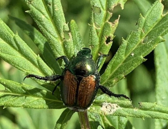 Hemp-Derived Cannabinoids Could Become Basis for Natural Pesticides