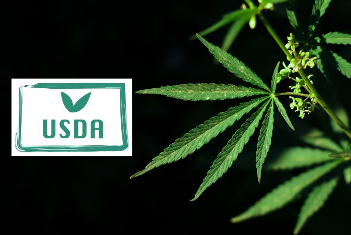 USDA Begins Cracking Down on Hemp Licensees Also Attempting to Cultivate Cannabis