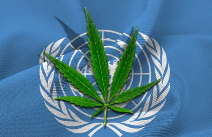 New UN Report Shows That 220 Million People Are Using Cannabis Regularly