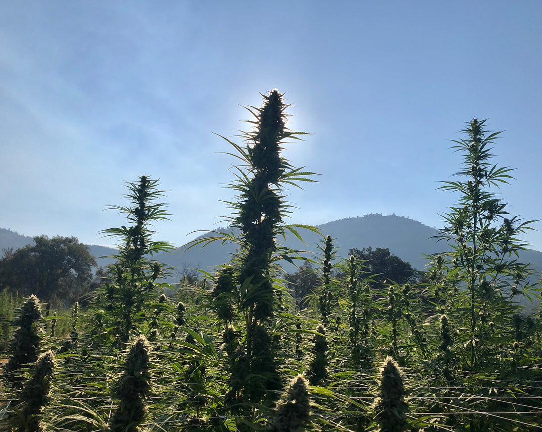 The environmental case for hemp