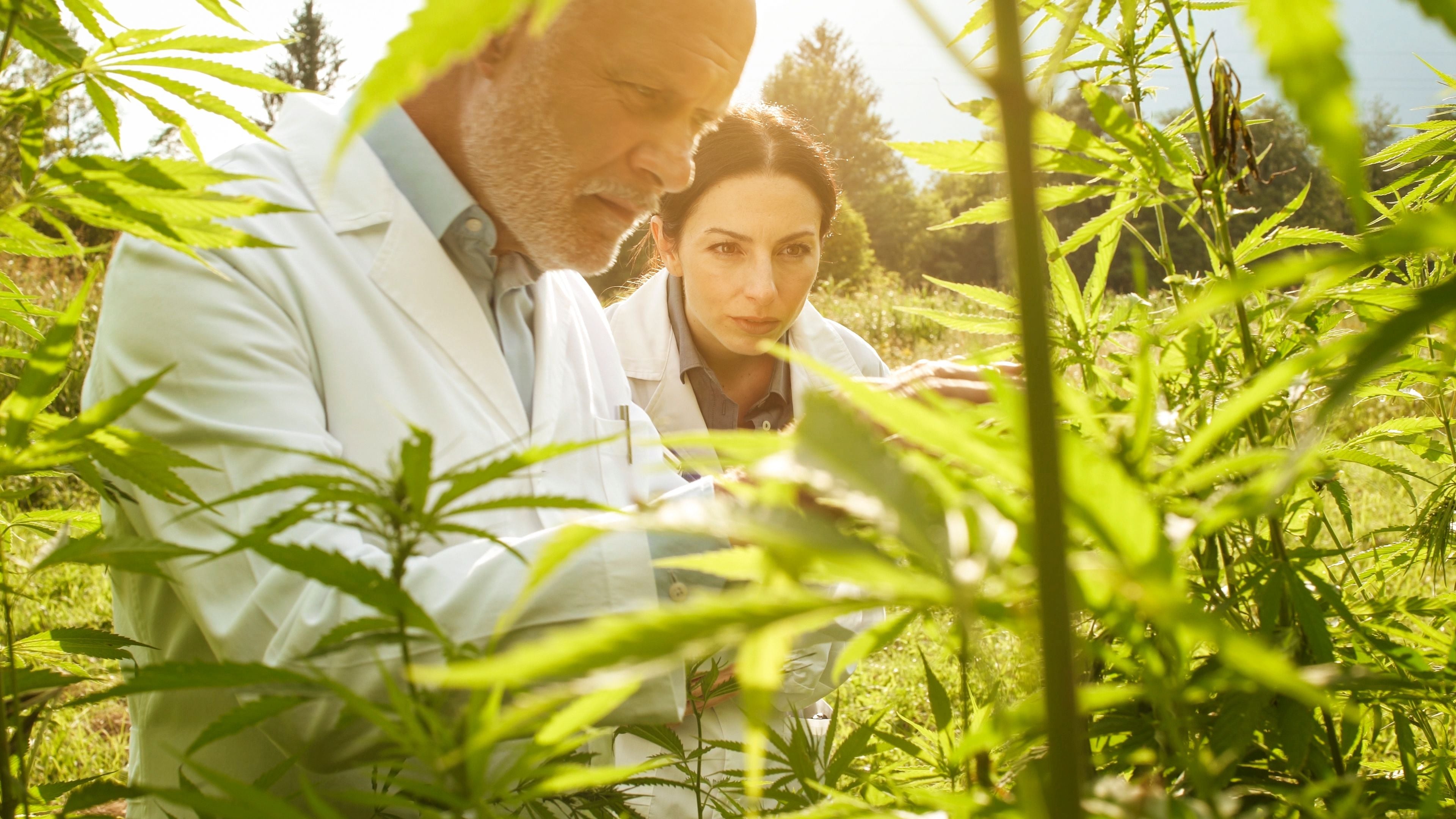 Five important takeaways from the Midwestern Hemp Database 2020 Research Report