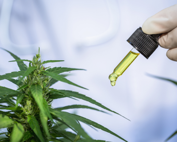 Will the new cannabis research bill make it harder to study CBD?