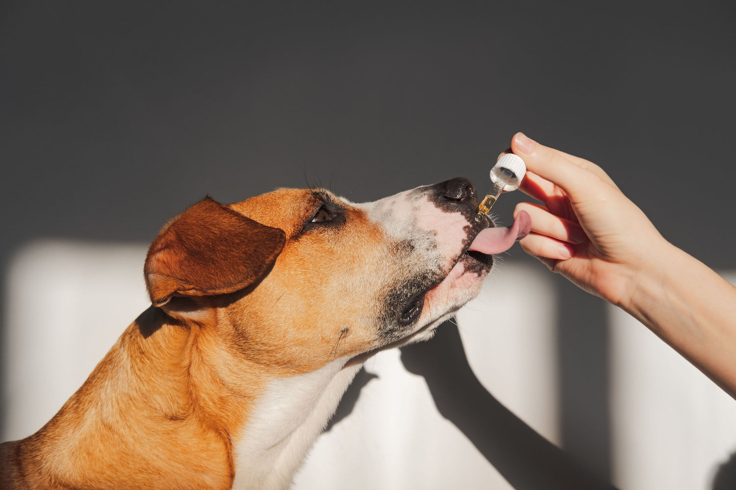 Consumer interest in pet CBD products expected to continue growing, study says