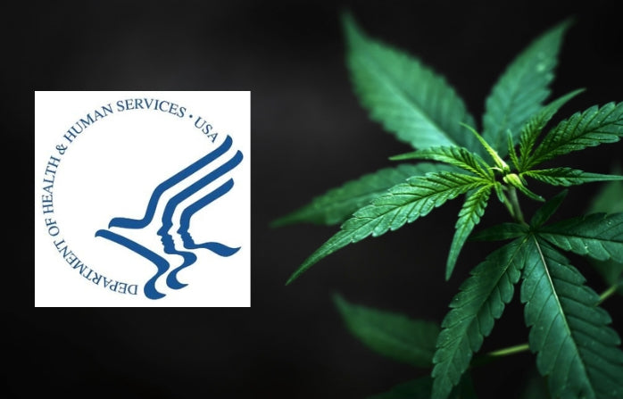 HHS Recommends Marijuana Be Moved to Schedule III in a Historic Move