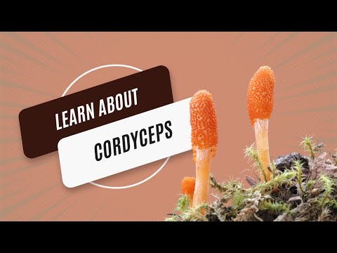 Wonderland  Energy Gummies – Cordyceps Mushroom